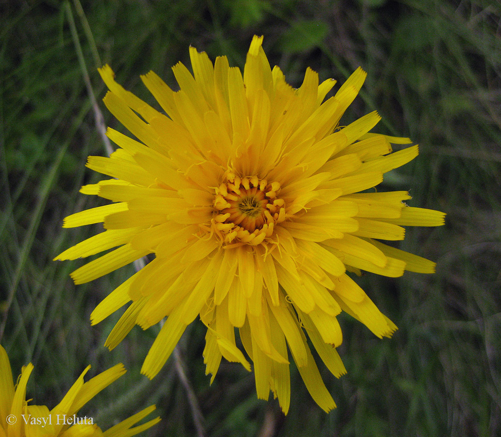 Image of Trommsdorffia uniflora specimen.