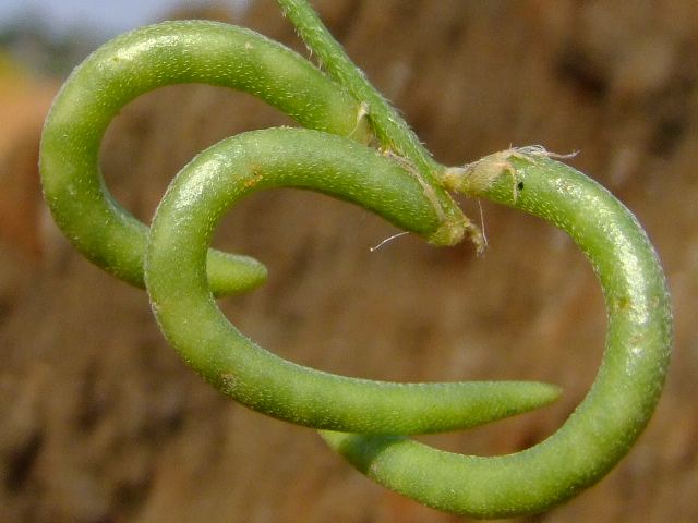 Image of Astragalus hamosus specimen.