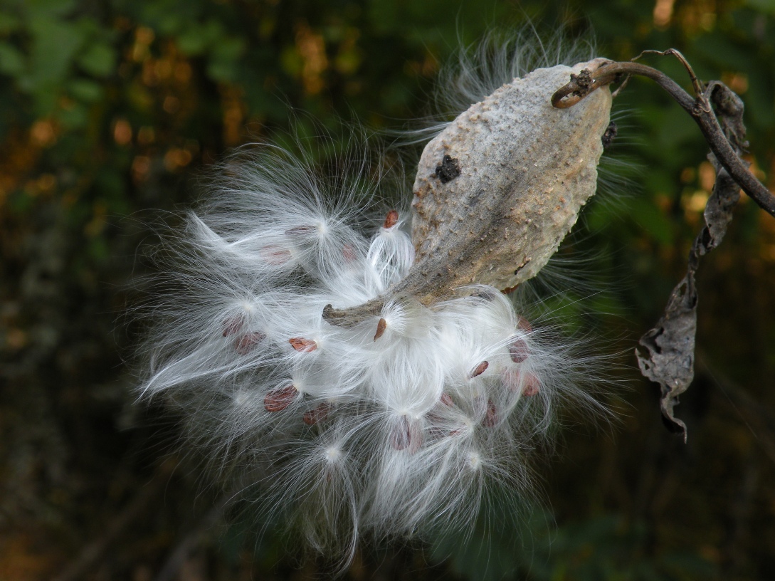 Image of Asclepias syriaca specimen.
