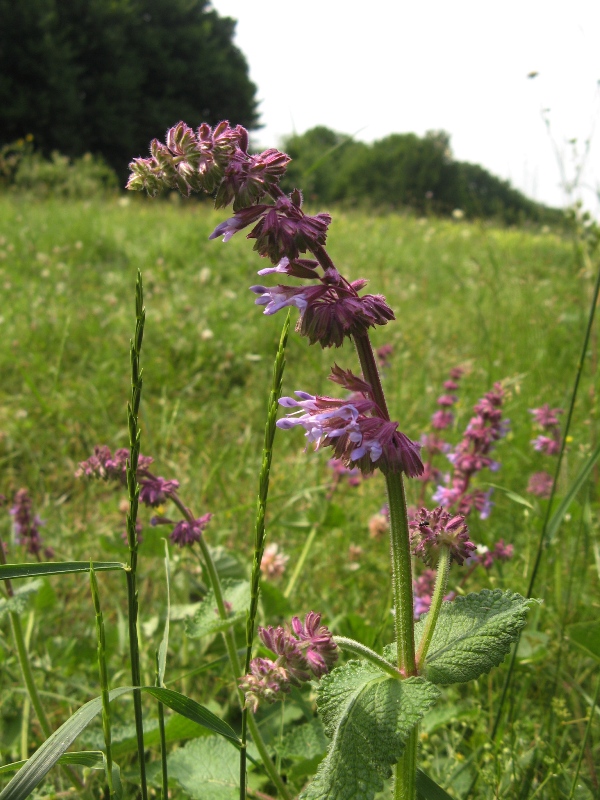 Изображение особи Salvia verticillata.