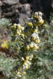 Artemisia sericea