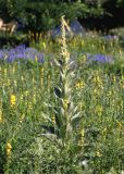 Verbascum densiflorum. Расцветающее растение. Воронежская обл., Павловский р-н, окр. с. Михайловка (Шипов лес). 18.06.2011.