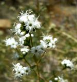 Acanthophyllum mucronatum. Верхушка соцветия. Копетдаг, Чули. Июнь 2011 г.