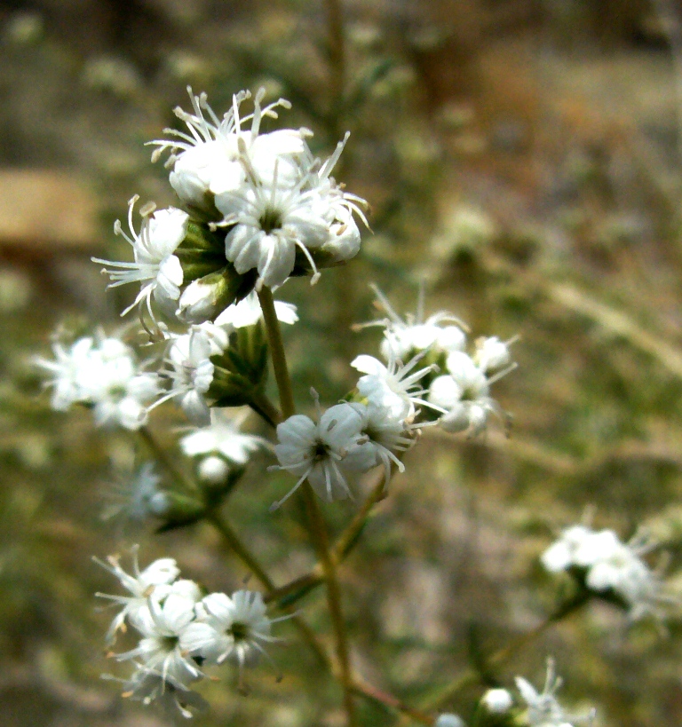 Изображение особи Acanthophyllum mucronatum.