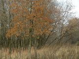 Изображение особи. Автор - Виталий Гуменюк