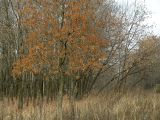Fraxinus excelsior. Плодоносящее дерево осенью. Москва, Кузьминский лесопарк. 08.11.2004.