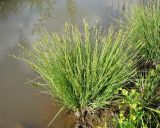 Carex canescens