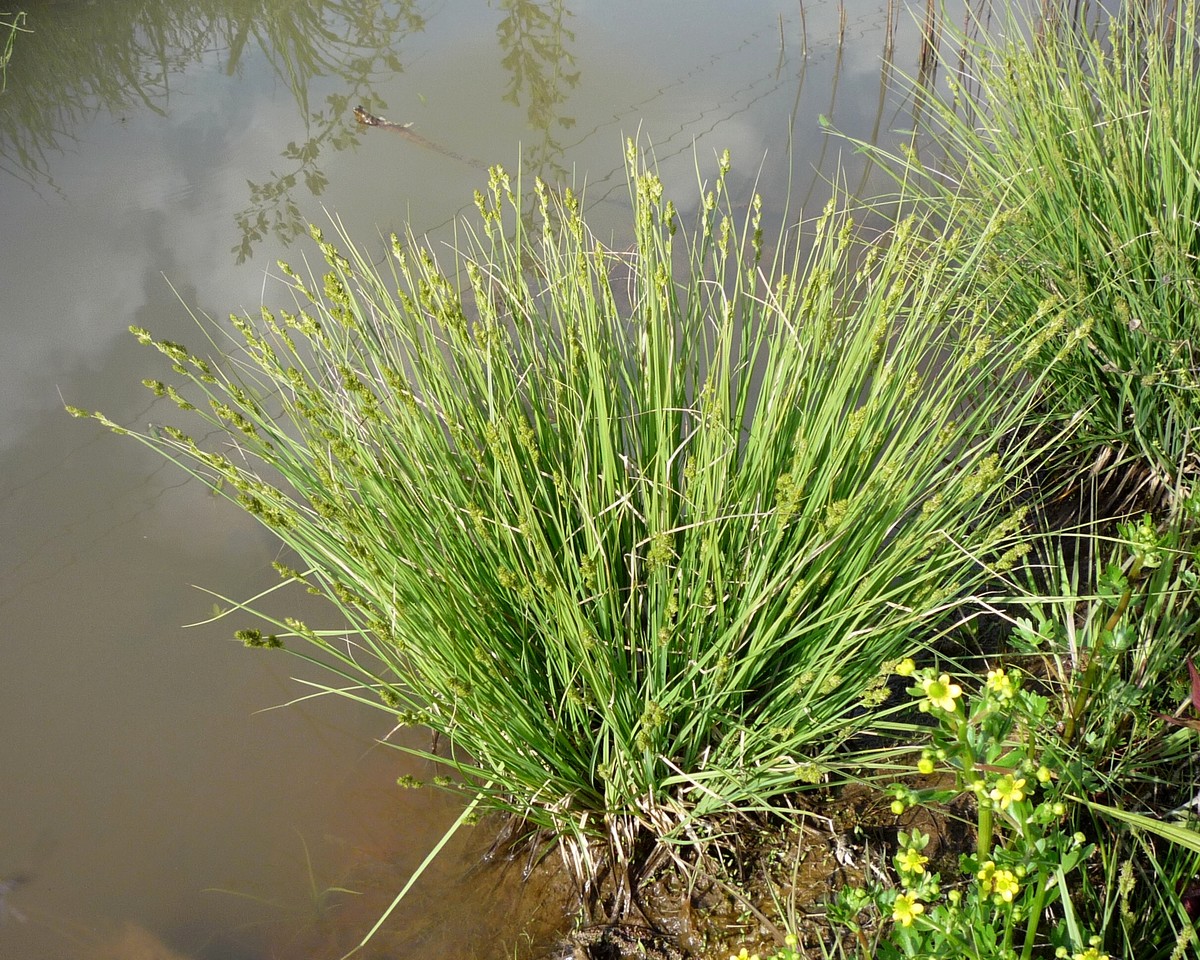 Изображение особи Carex canescens.