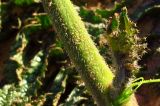 Brassica sisymbrioides. Нижняя часть стебля. Израиль, Шарон, г. Герцлия, рудеральное местообитание. 04.02.2012.