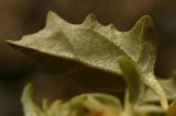 Atriplex tatarica