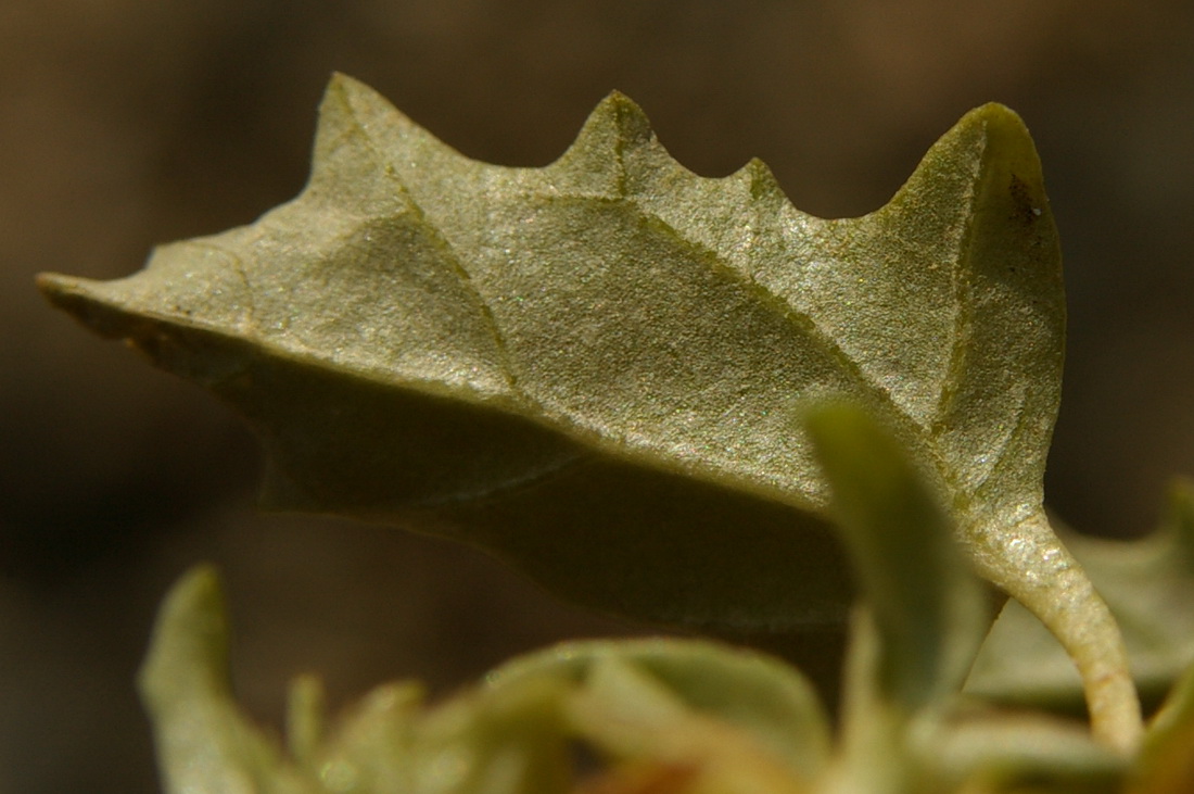 Изображение особи Atriplex tatarica.