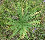 Cirsium palustre