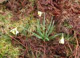 genus Narcissus