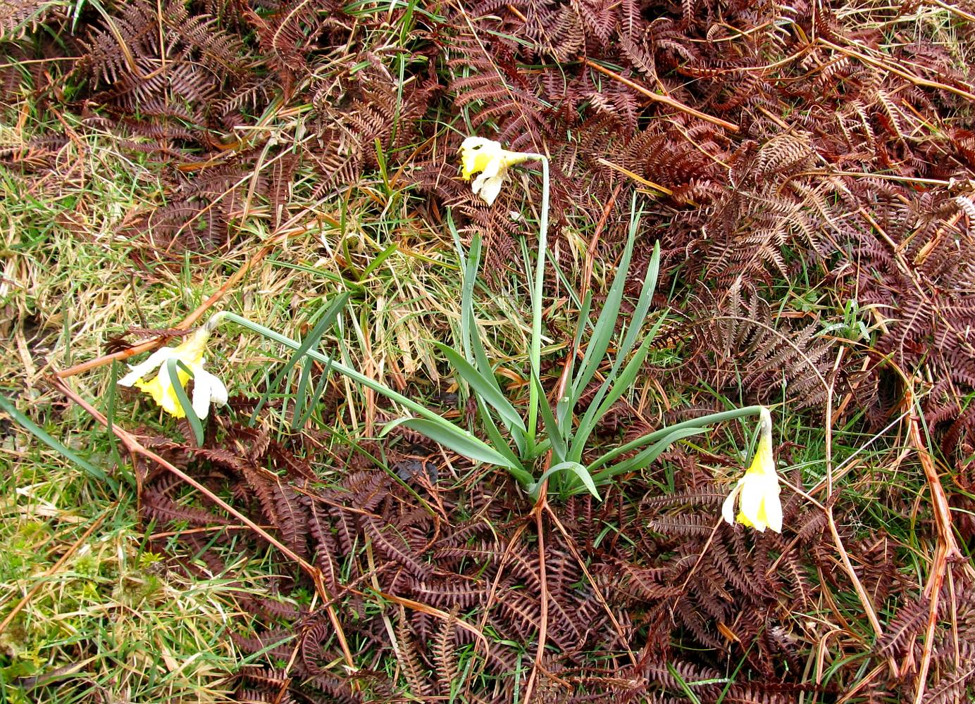 Изображение особи род Narcissus.