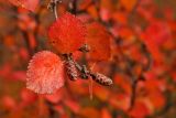 genus Betula