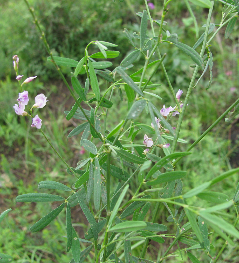 Image of Astragalus tenuis specimen.