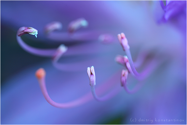 Изображение особи Rhododendron ponticum.