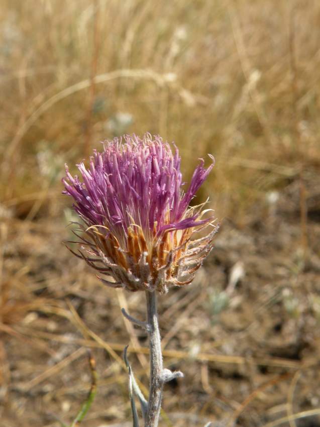 Image of Jurinea cyanoides specimen.