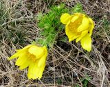 Adonis vernalis. Цветущее растение. Крым, Симферополь, Марьино, степной склон. 8 апреля 2012 г.