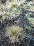 Festuca valesiaca