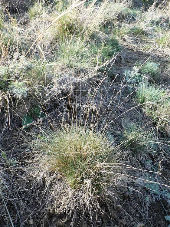 Image of Festuca valesiaca specimen.