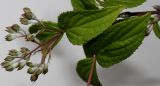Deutzia × hybrida. Часть ветви с распускающимися соцветиями. Германия, г. Кемпен, в прогулочной зоне. 03.05.2012.