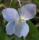 Image of taxon representative. Author is Станислав Черепушкин