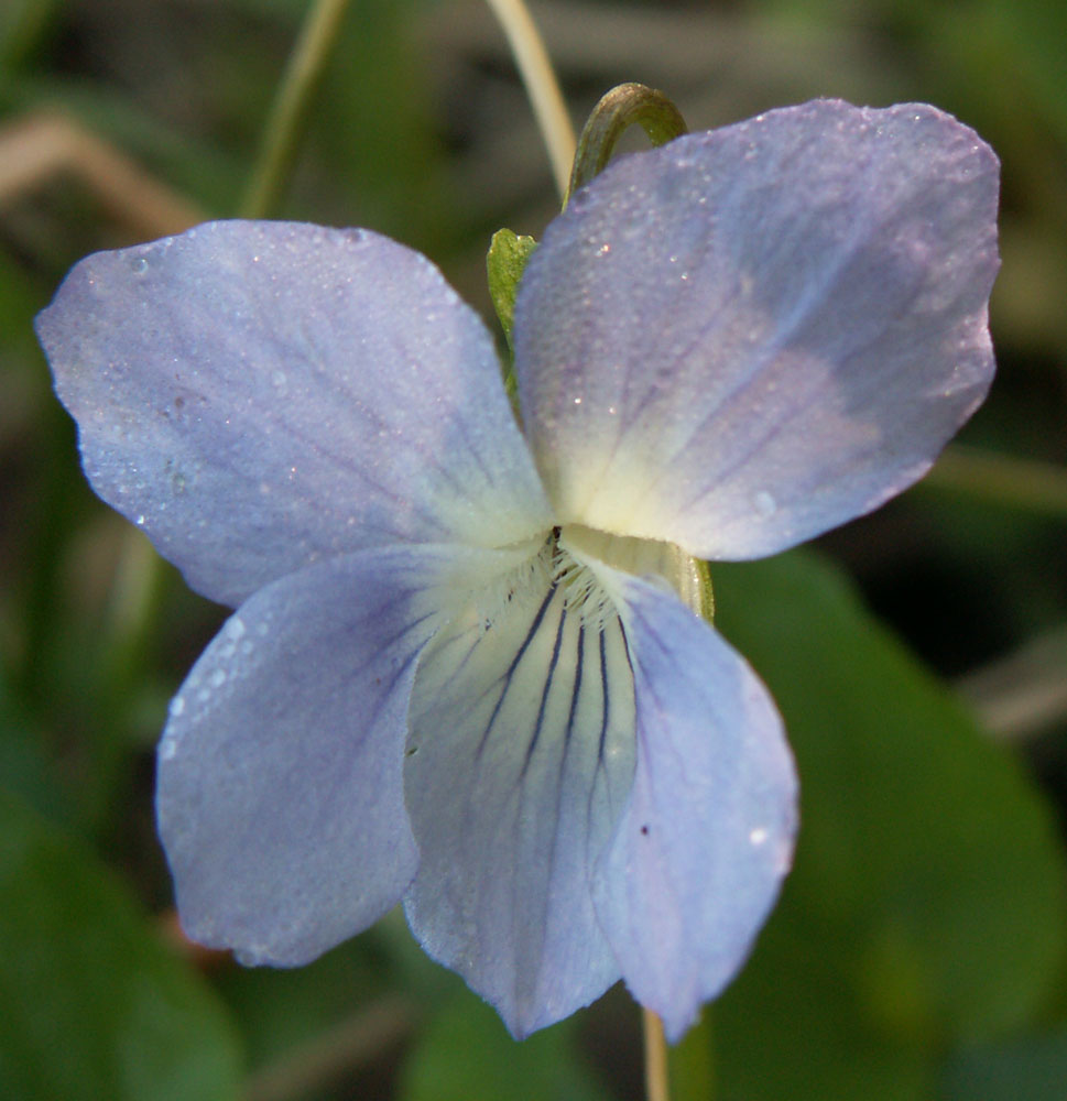 Image of Viola canina specimen.
