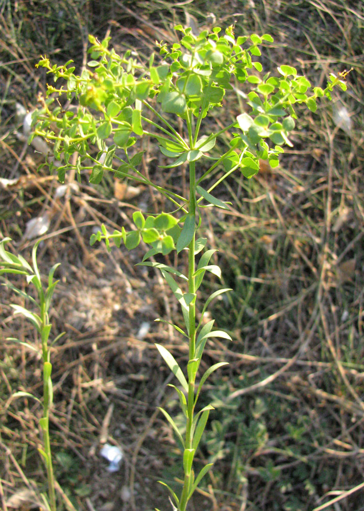 Image of Euphorbia seguieriana specimen.