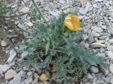 Glaucium flavum