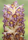 Orobanche gigantea