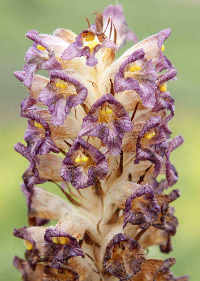 Image of Orobanche gigantea specimen.