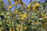 Berberis sphaerocarpa