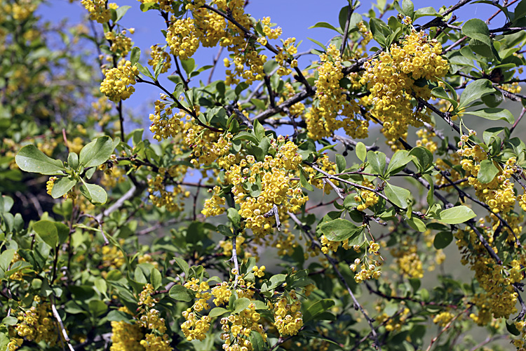 Image of Berberis sphaerocarpa specimen.