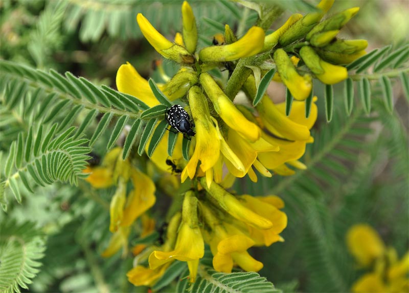 Изображение особи Astragalus caraganae.