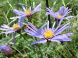 Aster bessarabicus