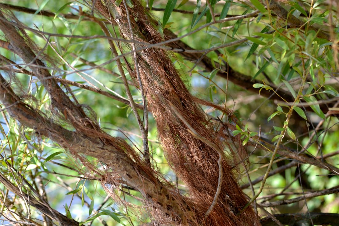 Изображение особи Salix &times; fragilis.