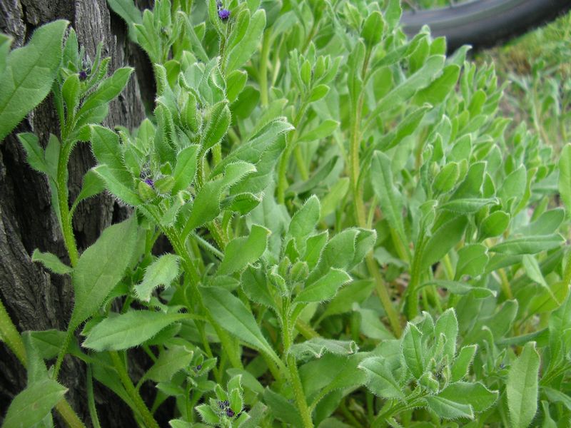 Image of Asperugo procumbens specimen.