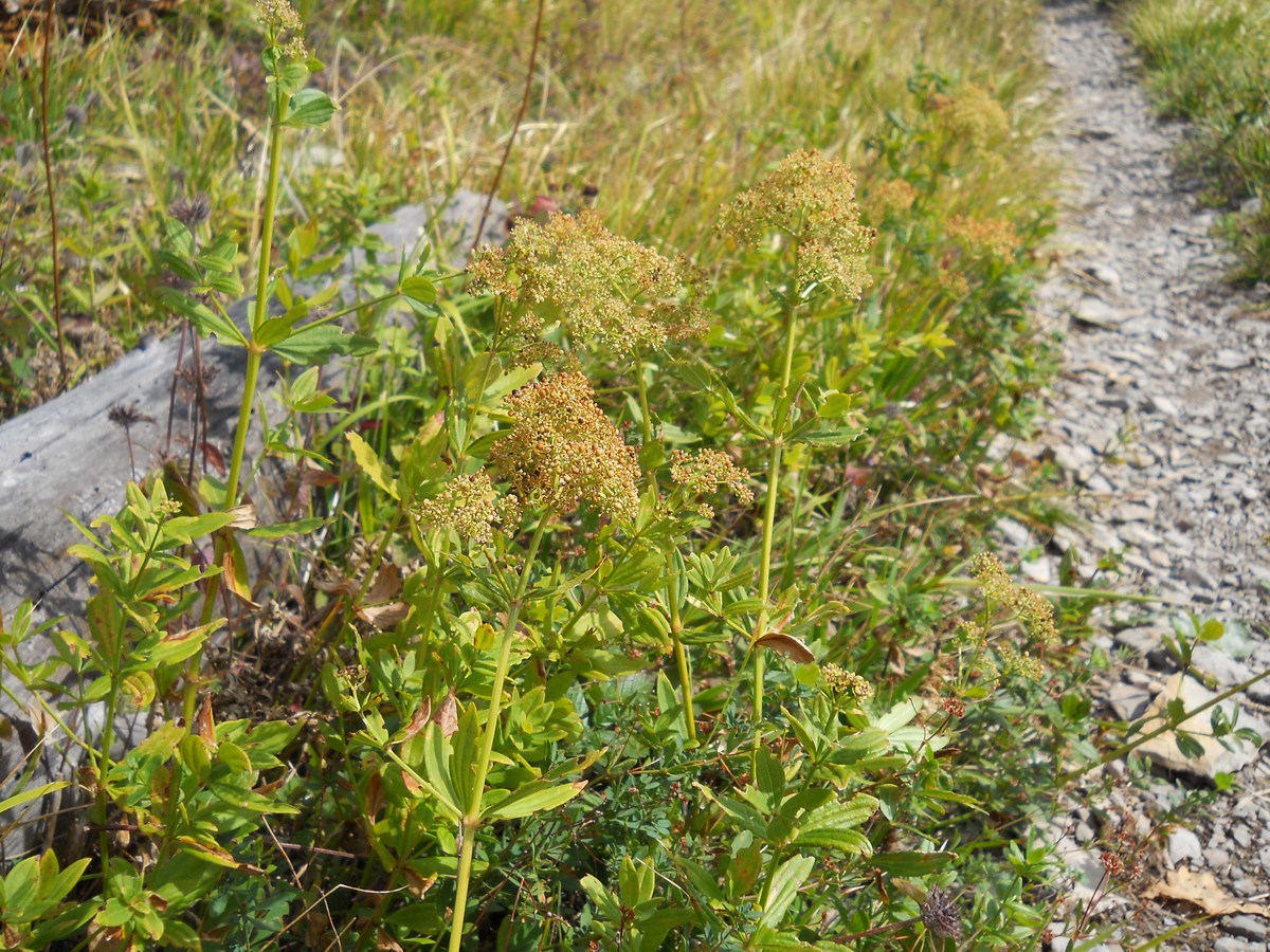 Image of Galium rubioides specimen.