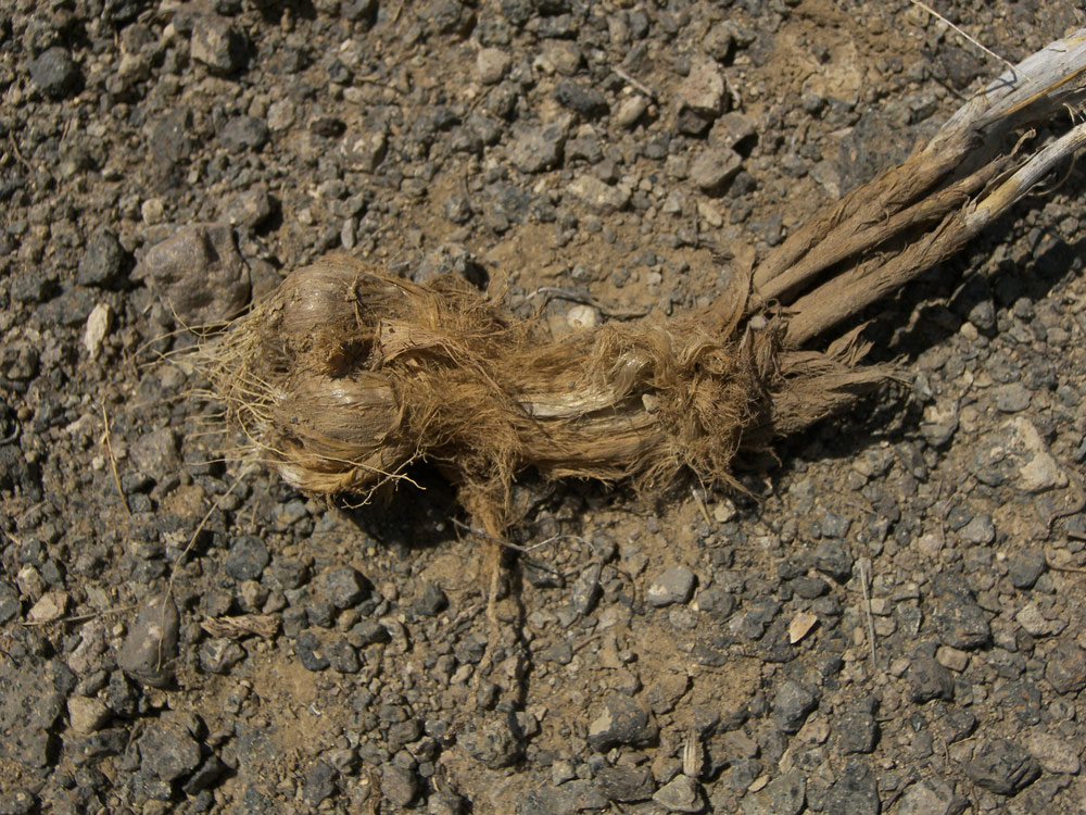 Image of Allium viride specimen.