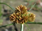 Cyperus glomeratus. Соцветие. Крым, зап. берег Симферопольского вдхр. 14 октября 2012 г.