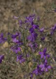 Delphinium paniculatum