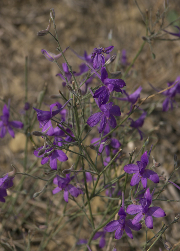 Изображение особи Delphinium paniculatum.