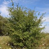 Crataegus rhipidophylla