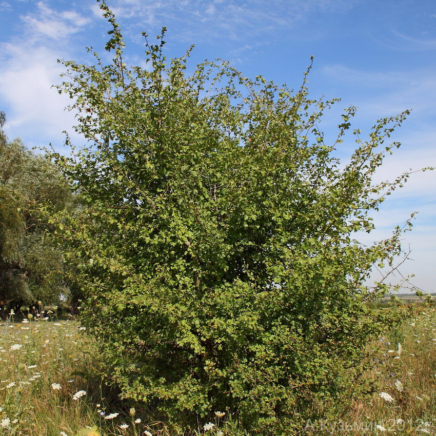 Изображение особи Crataegus rhipidophylla.