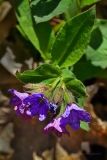 Pulmonaria obscura
