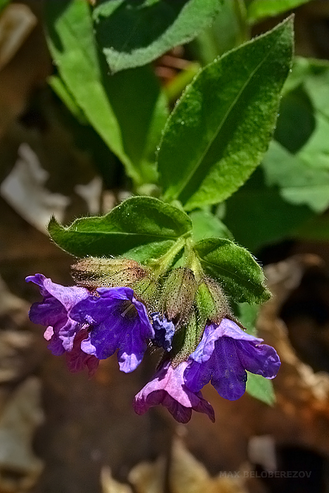 Изображение особи Pulmonaria obscura.