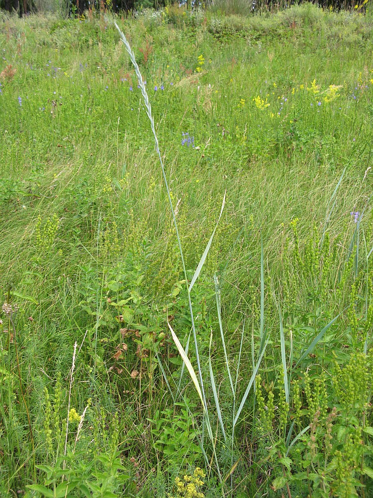 Image of Elytrigia intermedia specimen.