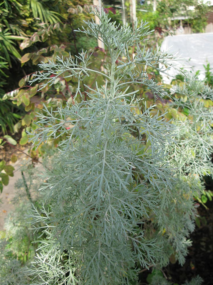 Image of Artemisia arborescens specimen.