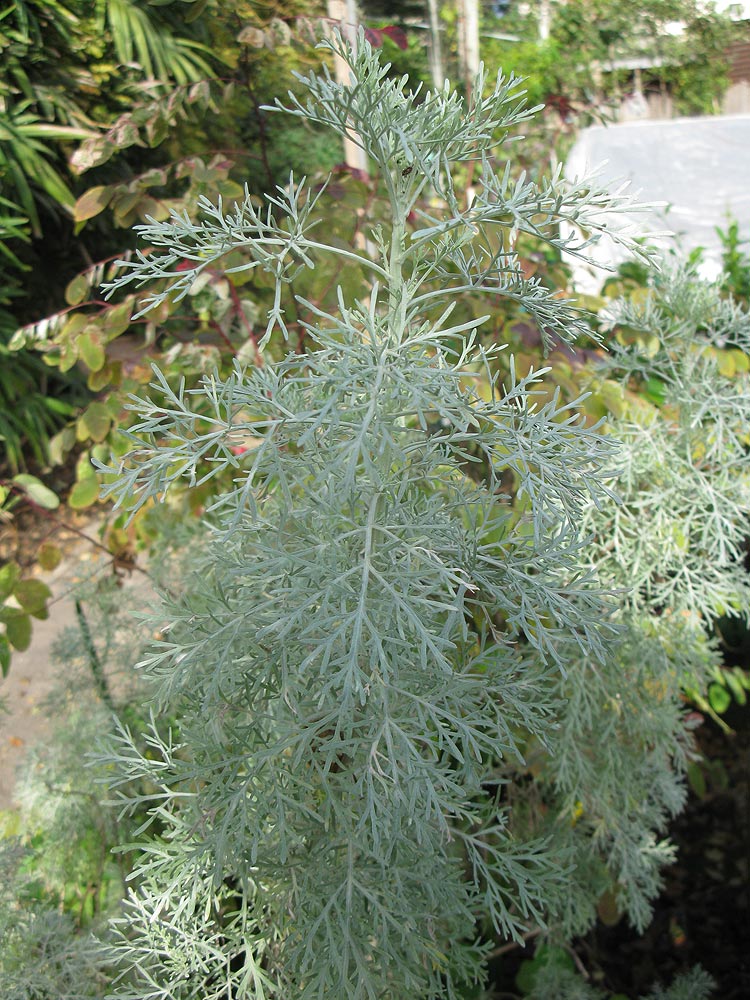 Изображение особи Artemisia arborescens.